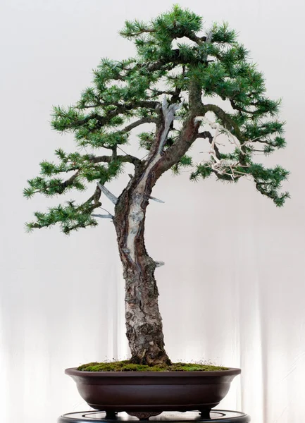 Bonsai Boom Flora Takken — Stockfoto