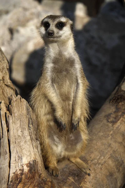 Ζώο Του Meerkat Εξεζητημένο Μικρό Μαγκούστα — Φωτογραφία Αρχείου