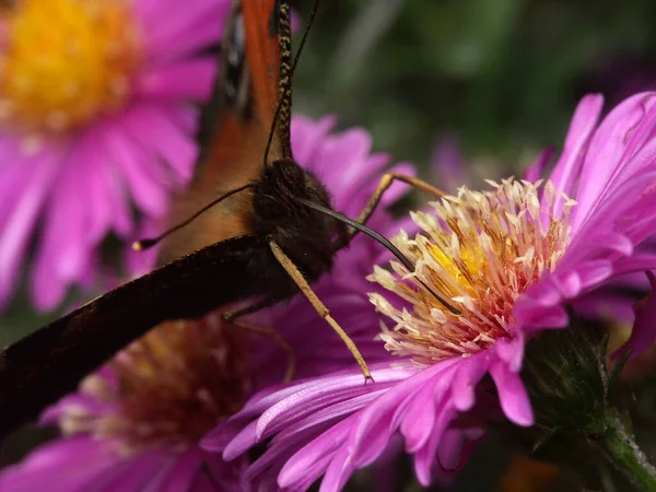 Tavus Kuşu Gözü Kelebek Bitki Böcek — Stok fotoğraf