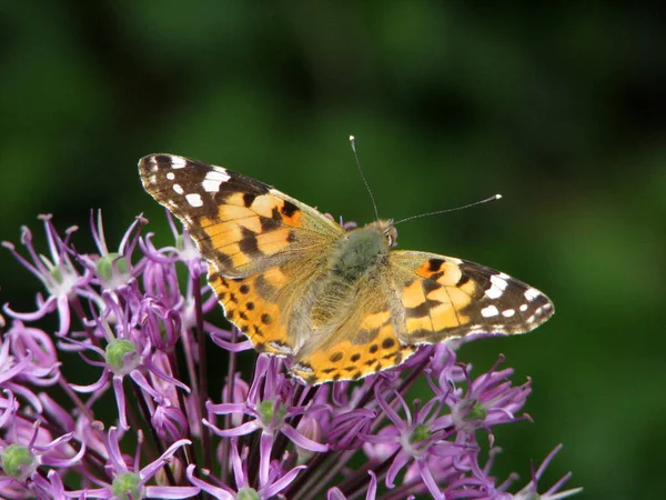 Närbild Insekter Vild Natur — Stockfoto