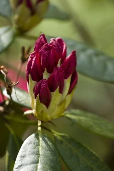 Nahaufnahme Einer Rosa Rose Garten — Stockfoto