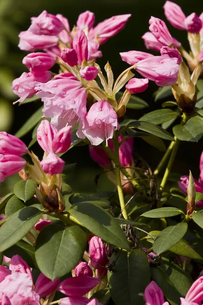 Pink Flowers Garden — Stock Photo, Image