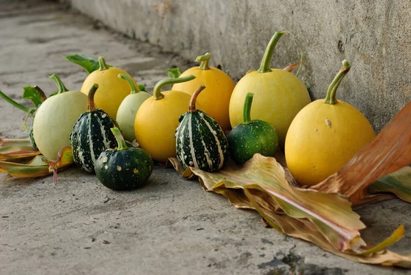 Calabazas Ecológicas Verduras Calabaza Alimentos Vegetales —  Fotos de Stock