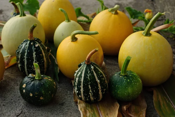 Calabazas Ecológicas Verduras Calabaza Alimentos Vegetales —  Fotos de Stock