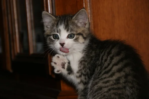 Portrait Cute Cat — Stock Photo, Image