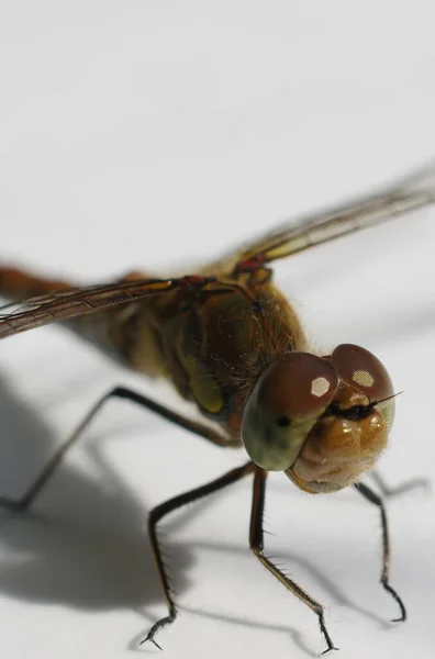 Primo Piano Bug Natura Selvaggia — Foto Stock