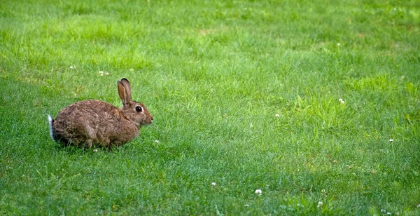 Picture Cute Rabbit — Stock Photo, Image