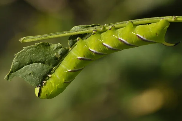 Tırtıl Böceğinin Yakın Çekim Makro Görüntüsü — Stok fotoğraf