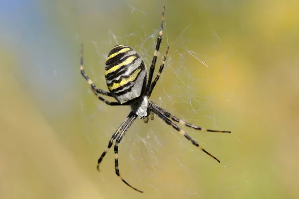 Vista Primer Plano Del Insecto Araña Avispa — Foto de Stock