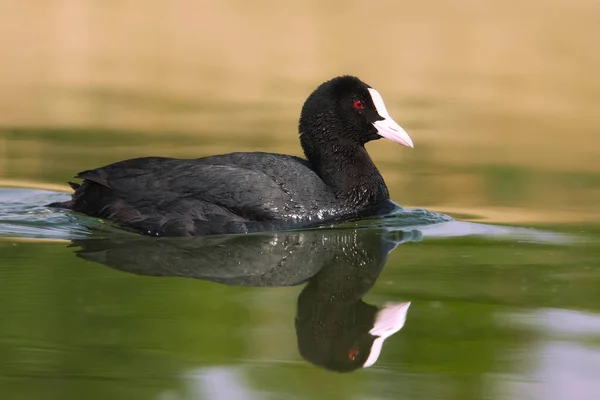 Aussichtsreiche Aussicht Auf Schöne Vögel Der Natur — Stockfoto