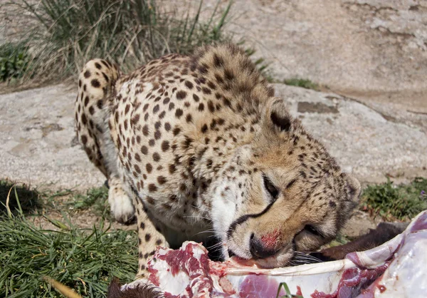 Hermoso Guepardo Grande Gato Sabana Salvaje Animal —  Fotos de Stock