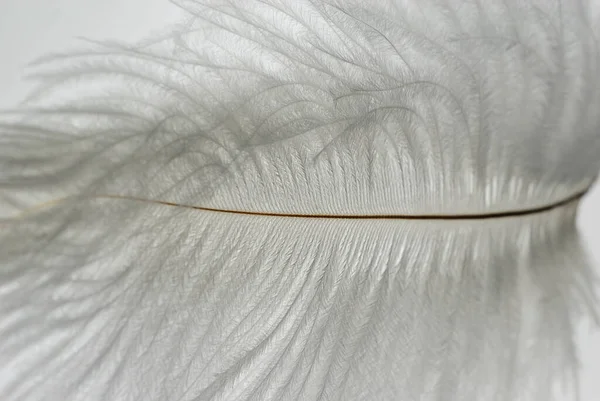 Feather White Background — Stock Photo, Image