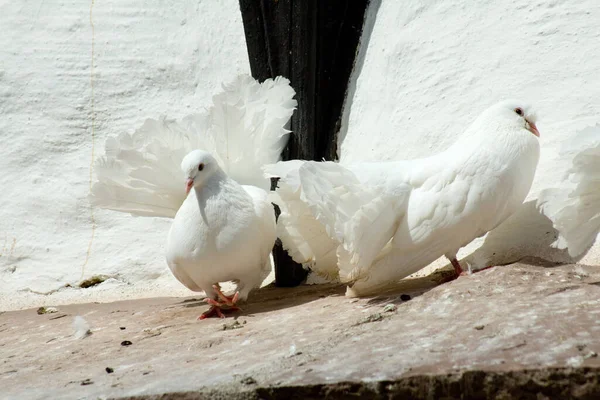 Vista Panorámica Las Aves Palomas — Foto de Stock