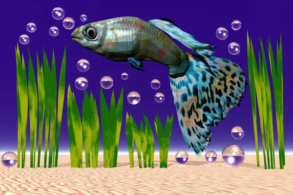 Рыба Аквариуме — стоковое фото