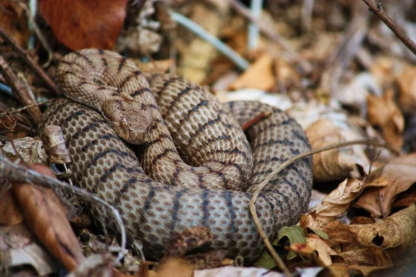 Veszélyes Kígyó Vipera Állat — Stock Fotó