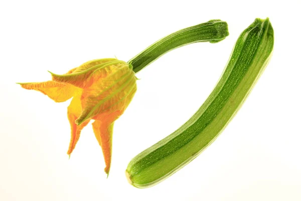 Kabak Kabak Çiçeği — Stok fotoğraf