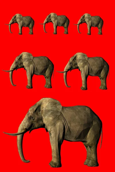 一组大象和犀牛 — 图库照片