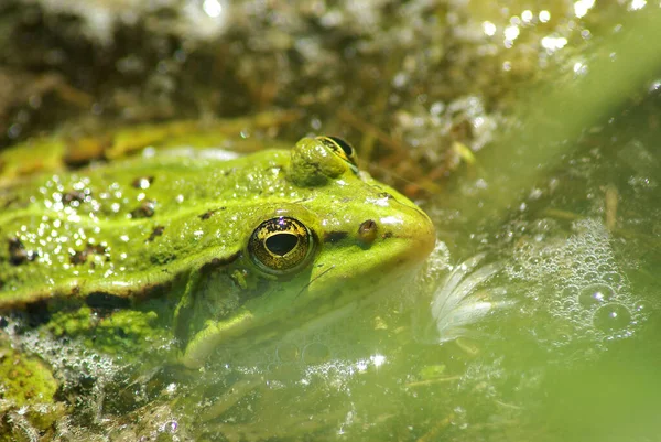 Amphibien Animal Grenouille Nature — Photo