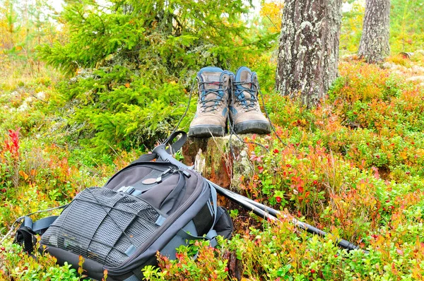 Schilderachtig Uitzicht Prachtig Hert Natuur — Stockfoto