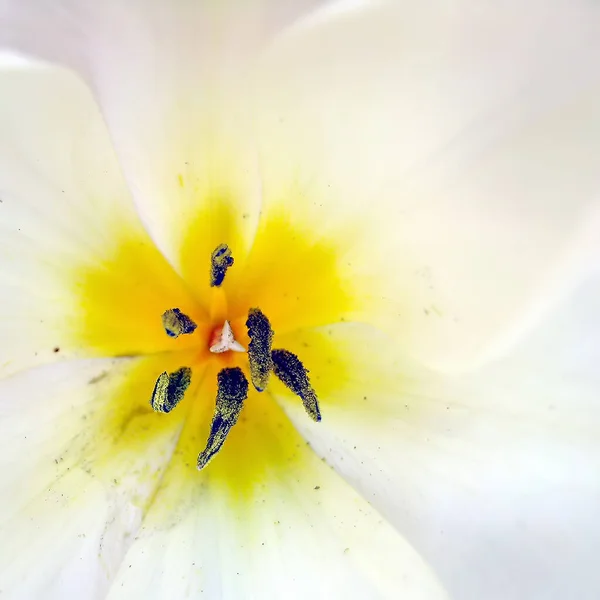 Vista Panorámica Hermosas Flores Tulipán — Foto de Stock