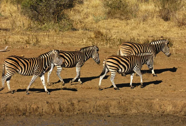 Afrikalı Zebralar Zebra Hayvanları Siyah Beyaz Çizgiler — Stok fotoğraf