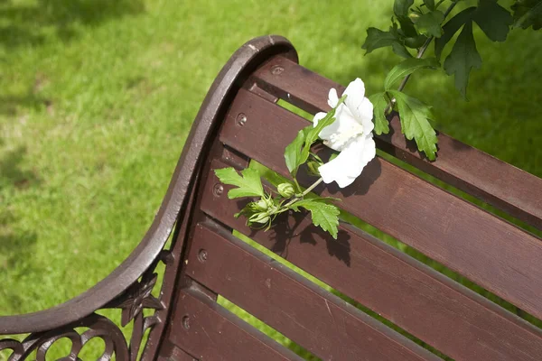 Белый Цветок Скамейки Парке — стоковое фото