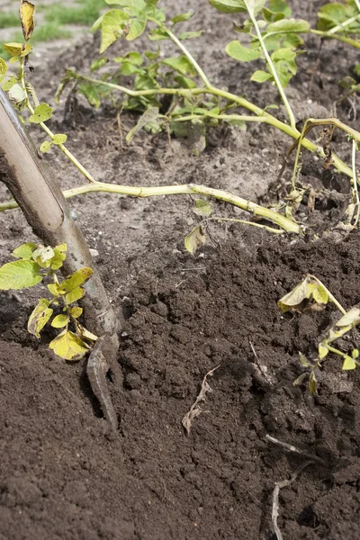 Productieve Aardappeloogst Een Boerderij — Stockfoto