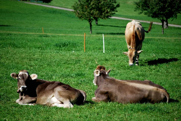 Cows Pasture — Stock Photo, Image