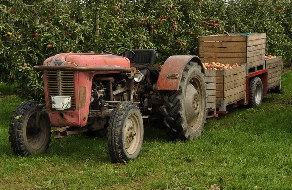 Récolte Pommes Dans Vieille Terre — Photo