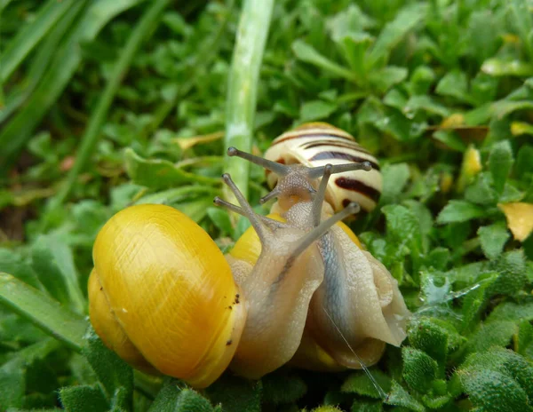 Slak Helix Pomatia Ongewervelden — Stockfoto