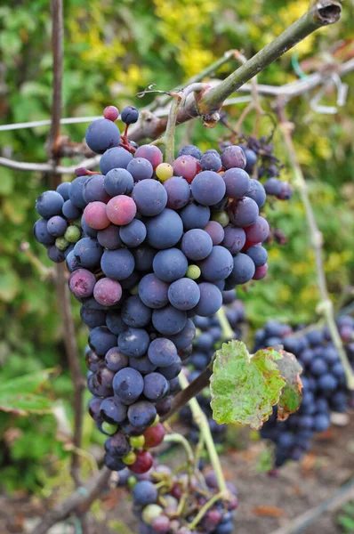 Grapes Growing Vineyard — Stock Photo, Image