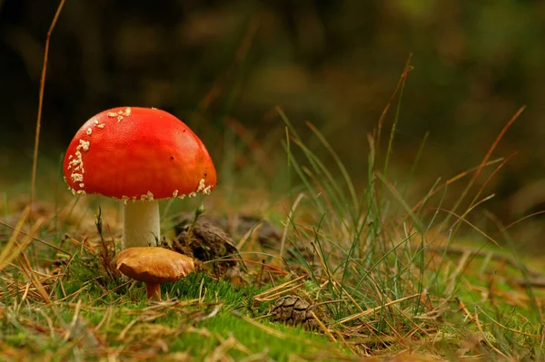 Champignons Champignon Des Crapauds Spores Portant Corps Fructifiant — Photo