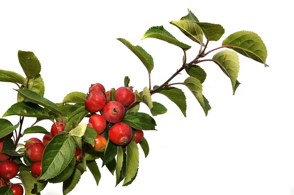 Gren Hagtorn Med Gröna Blad — Stockfoto