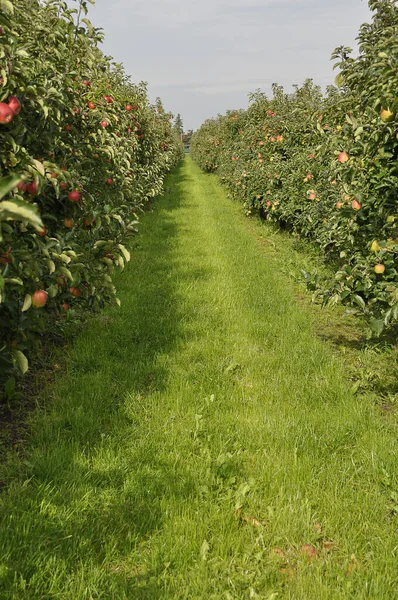 Apple Harvest Old Land — Stock Photo, Image