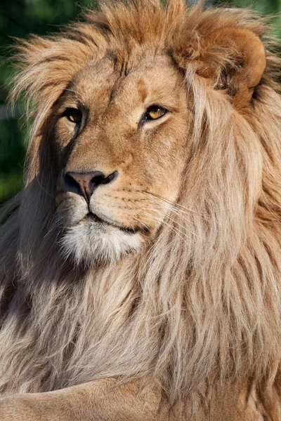 Lion Dangerous Animal Nature — Stock Photo, Image