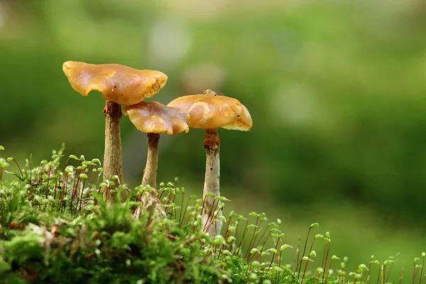 Pilze Fliegenpilz Sporenträger — Stockfoto