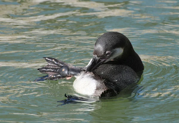 フンボルトペンギン動物動物 — ストック写真