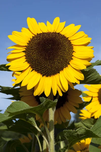 Petali Gialli Girasole Flora — Foto Stock