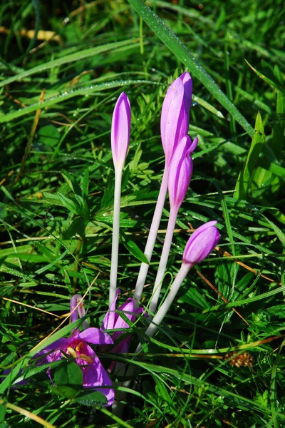 Kwiaty Krokusa Wiosenna Flora Płatki — Zdjęcie stockowe