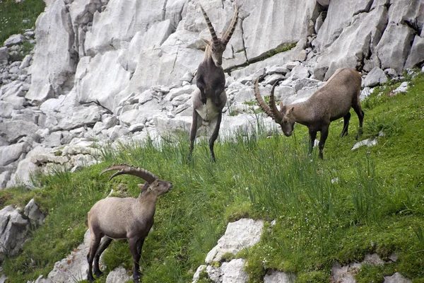 Een Groep Geiten Die Grazen Bergen — Stockfoto