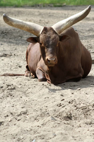 Den Afrikanska Savannens Sand — Stockfoto