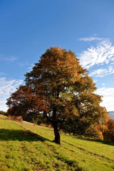 Beautifuil Paisaje Otoñal Naturaleza — Foto de Stock