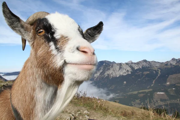 Una Vaca Pasto Montaña —  Fotos de Stock