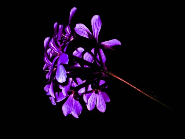 Siyah Arkaplanda Mor Orkide Çiçeği — Stok fotoğraf