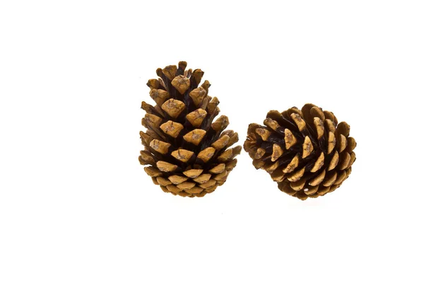 Pine Cone Tree Cones Flora — Stock Photo, Image