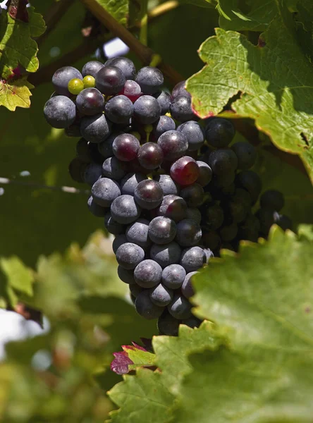 Winogrona Uprawiane Winnicy — Zdjęcie stockowe