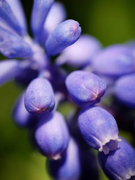 Closeup View Beautiful Blooming Hyacinth — Stock Photo, Image