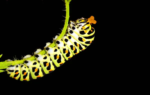 Closeup Macro View Caterpillar Insect — Stock Photo, Image