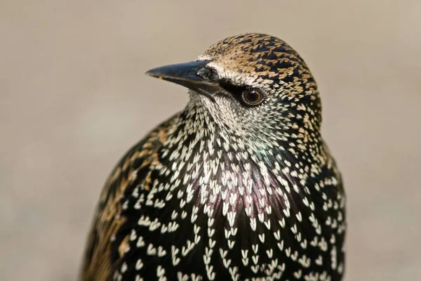 Scenic View Beautiful Bird Nature — Stock Photo, Image