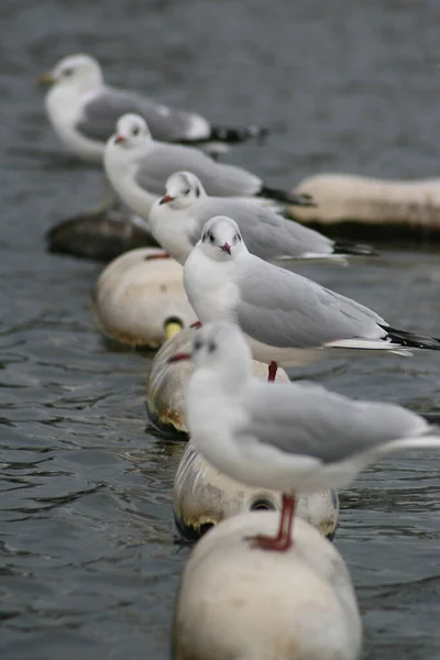 Warten Auf Die Flut — Stockfoto